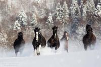 Ośrodek Górskiej Turystyki Jeździeckiej Połoniny - B&B Żubracze