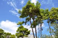 Apartments Lancek - Bed and Breakfast Ivan Dolac