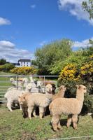 The Alpaca Farmhouse with hot tub and alpaca experience included - B&B Dromara