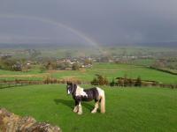 The Croft Holiday Cottage - AA Accredited, Country Cottage - Ferienwohnung