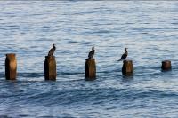 Gyves House - B&B Eastbourne