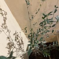 Casa Ru-Hè Mèrida - Bed and Breakfast Mérida