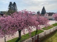 Apartmán Kumburská - Nová Paka - Ferienwohnung Nová Paka