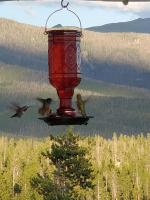 Blackhawk - B&B Grand Lake