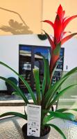 The Blue Donkey Regional Airport Suites by CDWE - B&B