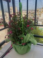 Roof Garden Home - B&B Athens