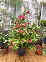 Champs Élysées - B&B Paris