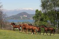 La Cucchetta - B&B Dormelletto