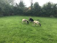 The Stable Poplar Farm - B&B Wedmore