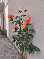 Bilocale moderno Sabbia e Cielo - 5min dal mare - B&B