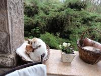 Villa Castelul Maria - B&B Banpotoc