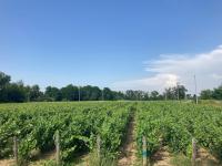 Domaine isolé dans les vignes avec sa jacuzzi house - B&B Beaulieu-sur-Loire