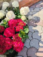 Villetta dei nonni - Bed and Breakfast Monsummano Terme