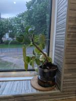 Bright Maisonette near Central Birmingham - Chambres d’hôtes Birmingham