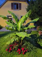 Maison Les Géraniums parking privé - B&B Linthal