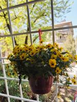 Belle Epoque-Sofia-Free parking - B&B Sofia