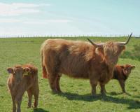 Primrose Cottage - B&B Killean