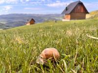 Zlatarski raj - B&B Muškovina
