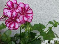 MaxRelax - B&B Mostar