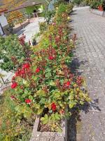 Deluxe Tweepersoonskamer met Balkon