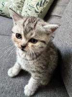 B&B La Terrazza - B&B Pozzolengo