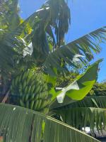 Cabbage Tree Art House - Bed and Breakfast Kiama