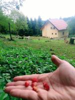 House sid forest - B&B Otočac