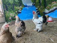 Maison de Campagne - B&B Dar Saïd Ben Hajj