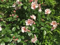 Guesthouse Flora - B&B