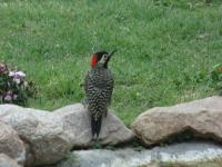 Cabañas " Los Piquillines" - B&B Cortaderas