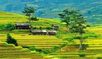 Homestay Quyền Đen - B&B Mù Cang Chải