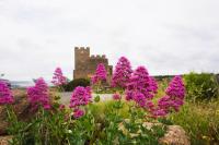 Les volets verts à côté du château pour 8 avec jardin - B&B Fitou