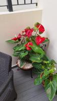 Theo's City House - Ferienwohnung Funchal
