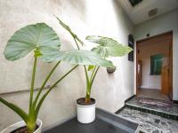 APARTMA SERENA Pod piranskimi zidovi - APARTMENT SERENA Sotto le Mura di Pirano - Chambres d'hôtes Piran