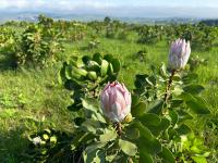 Breathtaking Kzn Midlands - The Protea Chalets - B&B Hilton