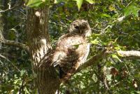 Wise Owl Retreat on the River - Ferienwohnung Dunnellon