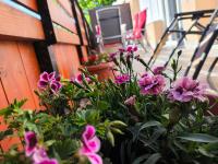 100 lépés - 100 steps - Apt with huge terrace next to the thermal bath - B&B Harkány