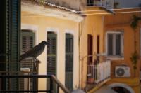 Old Town Studios, Corfu - Bed and Breakfast Grevedianá