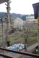 Jamming Tree - Bed and Breakfast