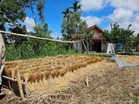 Organic Rice Harmony - B&B Tetebatu