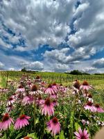 Winnica Kosmos - Bed and Breakfast Lubcza