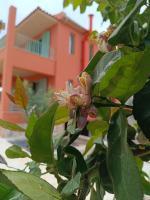 Alkyoni luxury apartments Katakolo - B&B Katákolo