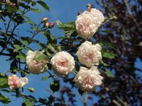 Il Faggio Rosso - B&B Albiolo