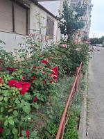 Cezar's Apartment - Bed and Breakfast Făgăraș