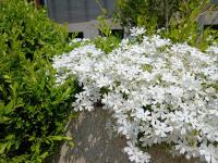 Rest house - B&B Goyang