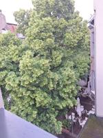 Apartament spokojny 'Mały Monciak' na Monte Cassino, w centrum i blisko do morza - B&B Sopot