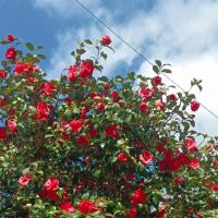 Rifugio del Quadraro Rome - B&B Rome