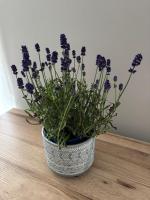 Cenkones apartament - B&B Liepāja