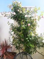 Villa Bianca à 5 min de l'Ile de Ré - Chambres d’hôtes L'Houmeau