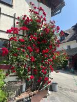 Wengerwirt zur Laube rustical "Blue" - B&B Admont